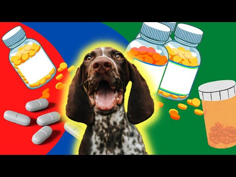 Dog separation anxiety medication | Veterinarian explains