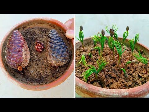 Easiest Method To  Grow Pine Tree From Seed | How To Germinate Pine Tree Seed