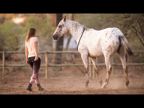 Natural Horsemanship in Namibia