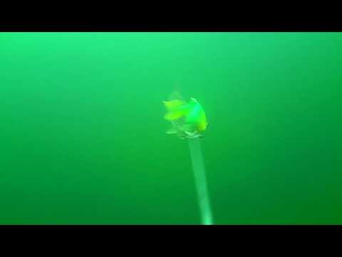 Supersonic pike attack at Water Wolf camera