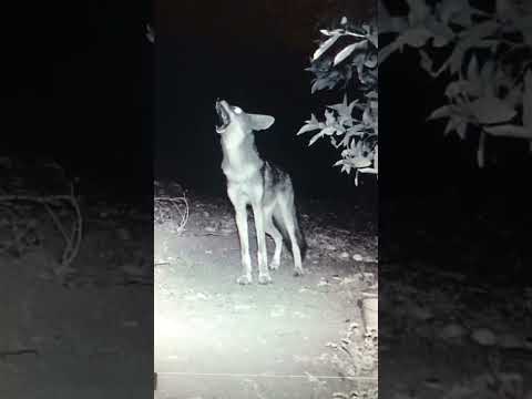 Coyote howling for the pack