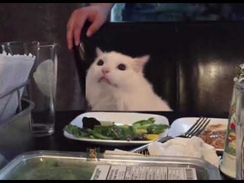 Angry woman yelling at smudge the cat