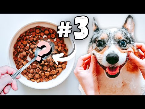 These 5 Diet Changes Will Improve Your Dog's Life!