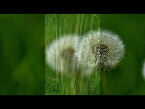 Lee banda - Lee banda / O Písni