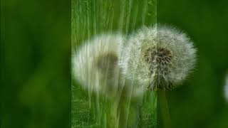 Lee banda / O Písni