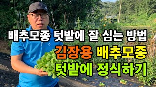 김장용 배추 모종으로 텃밭에 정식하기 - 배추모종 잘 심는 방법