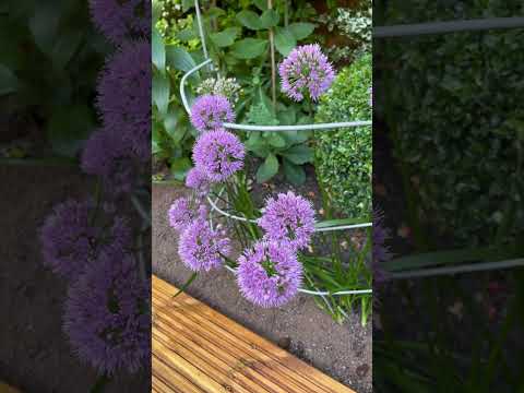 Beautiful garden bees #allium  #flowers #garden #nature #mentalhealth #relaxing #love #honey