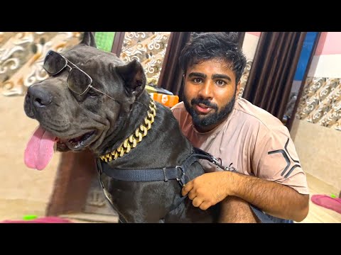 Panther ki diamond chain aagai