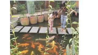 Bé Min & bạn mới cho cá ăn xem bị cá trê khổng lồ cắn chân