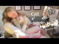 I Got A Cat Kitty Adoption Pet Toy Shopping And Lots Of Cuddles