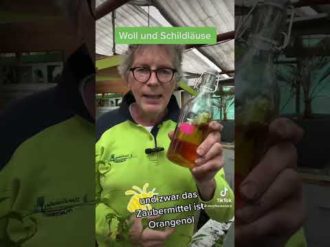 Woll und Schildläuse an meine Pflanzen