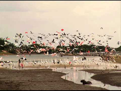 FG  Ese Es Mi Llano Cuñao - Pedro Quiroz