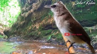 Download lagu Terapi air burung Trucuk malas bunyi| Bird Therapy| mp3