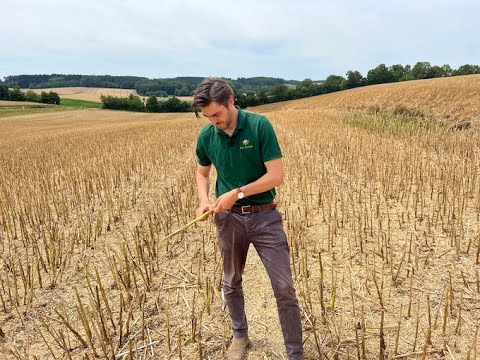 Feldexkursion 238: Bonitur der Rapsstängel - N.U. Agrar GmbH, 24.07.2023