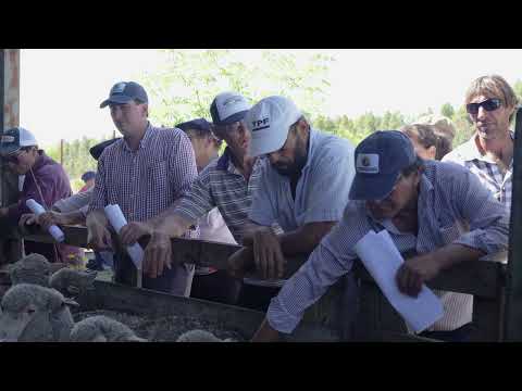 Proyecto FPTA 360 Sostenibilidad del ovino en sistemas ganaderos mixtos -  Síntesis de jornada 12/12