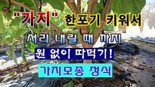 [텃밭농부 1,863]  가지모종 1포기 심어서 서리가 내릴 때 까지 원 없이 따 먹는 방법. #가지재배