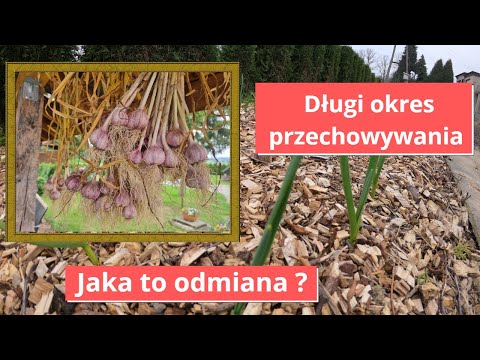 Czosnek wiosną sadzimy inaczej niż jesienią.