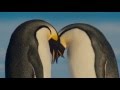 . Брачный Танец Пингвинов 16+ 