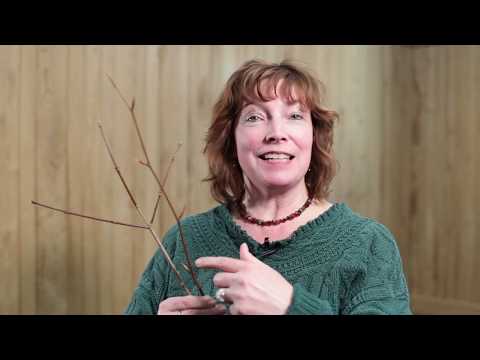 How does a tree grow? Hint: it's not what you think!