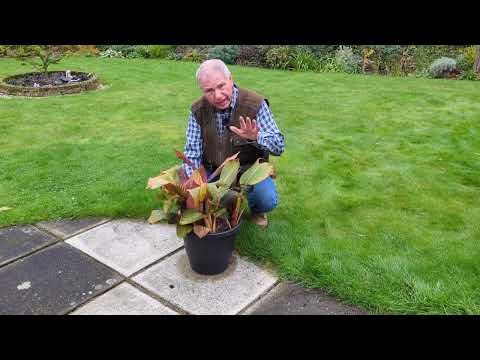 How should I overwinter a potted Canna lily? | www.garden.help
