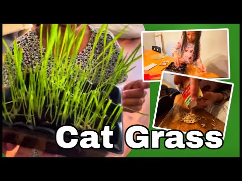 Planting cat grass with Brianna #catgrass #catlover #mimithecatKB