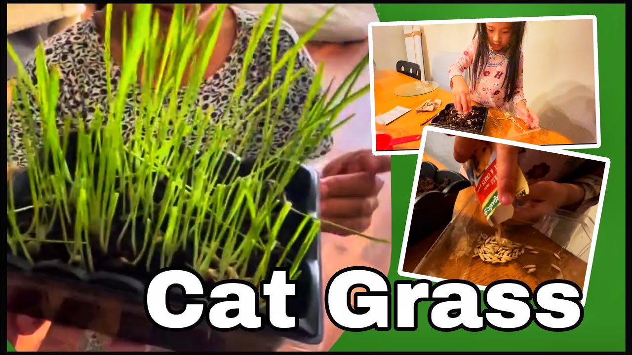 Planting cat grass with Brianna #catgrass #catlover #mimithecatKB