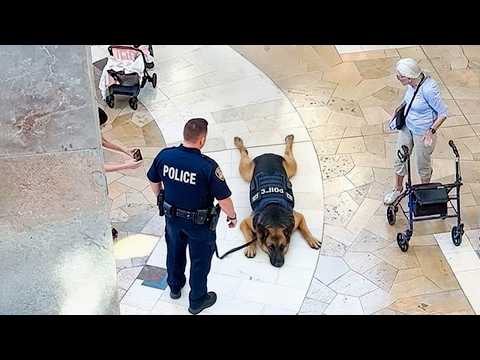 When God Sends You the Funniest Police Dog on Earth 😂 Funny Dogs  Videos 2026