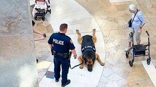 When God Sends You the Funniest Police Dog on Earth 😂 Funny Dogs  Videos 2026