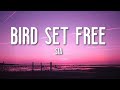 Bird Set Free - Sia (Lyrics) 🎵