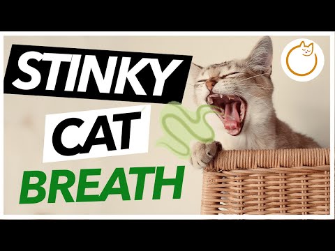 WHY Does my Cat's breath STINK & How To Fix It