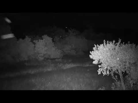 Djuma: Lone Hyena walks by sniffing around - 04:17 - 12/23/20