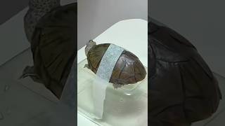 Download lagu How Vets CT Scan Patients: Part 2 #goodtoknow #surgeonlife #vet #medicine #funfacts #lifehacks mp3