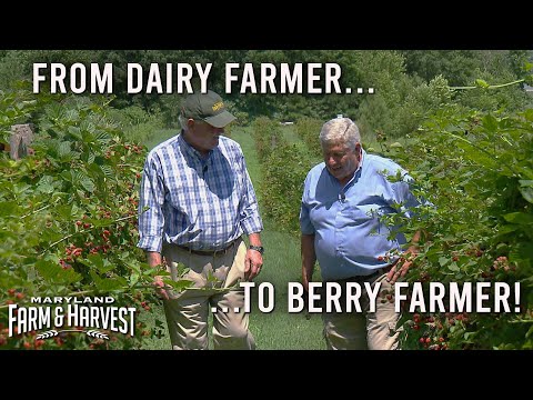 From Dairy Farmer to Organic Berry Farmer | Maryland Farm & Harvest