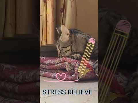 My cat will teach you the benefits of playtime with them | cat training teaching | cat | cat video