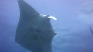 Manta rayas en Byron Bay