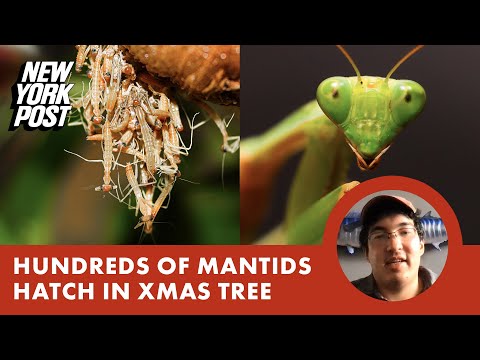 My Christmas tree hatched millions of creepy crawlies...