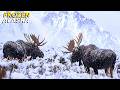 FROZEN ALASKA | Life Below Zero in the Far North | Nature Animal Documentary