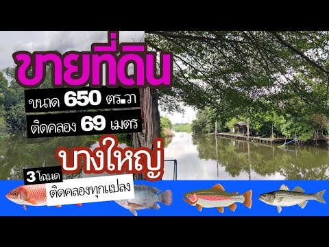 บางใหญ่, นนทบุรี, 888 กาญจนาภิเษก, บางม่วง, บางใหญ่, นนทบุรี, 2,600 ตร.ม., ที่ดิน ขาย, โดย ปราบ ถิรานุสรณ์, 60134360 - DDproperty.com