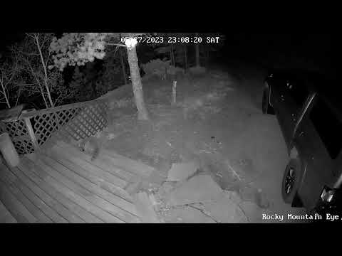 "Where is that bobcat? I think it went in here."