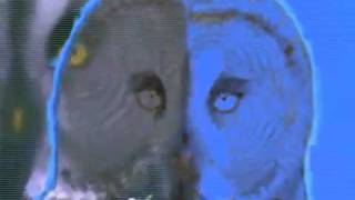 The Caretaker - "Bedded Deep In Long Term Memory" (Music Video)