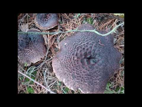 Przepiękne późno jesienne grzyby...Grzyby 2021...