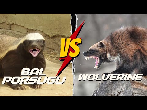 Honey Badger vs Wolverine | Honey Badger Documentary Funny #HoneyBadger #mediainformation
