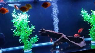 KING TITAN (SILVER AROWANA) BLOOD PARROTS PLUS BUBBLES THE FLOWER HORN!