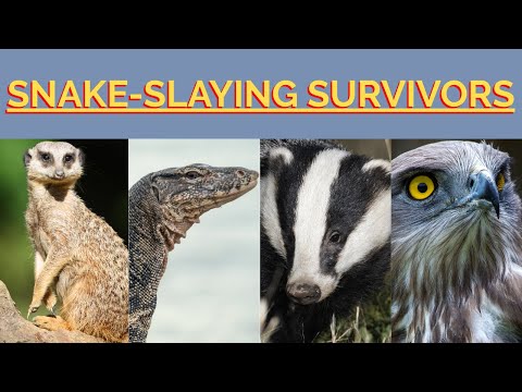 The World's Most Fearless Predators: 7 Animals That Don't Fear Snakes