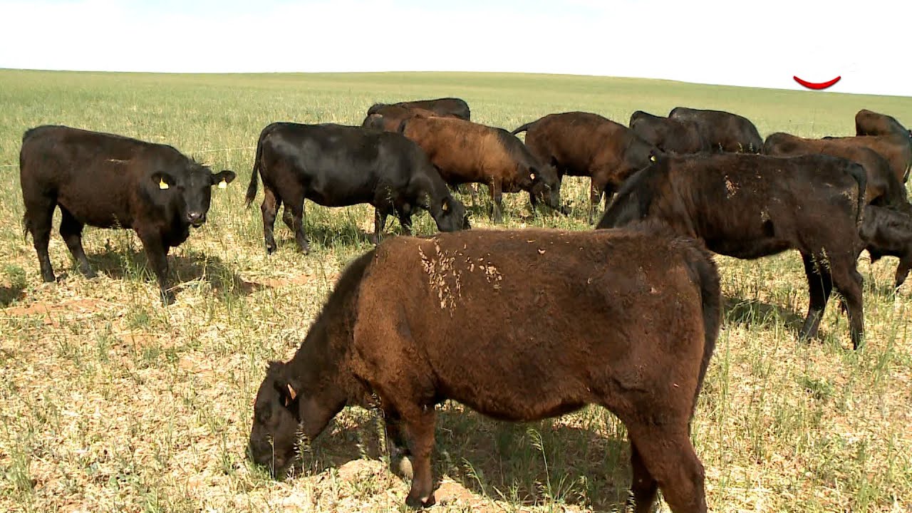 Producir sin mover el tractor: objetivo de la agricultura regenerativa