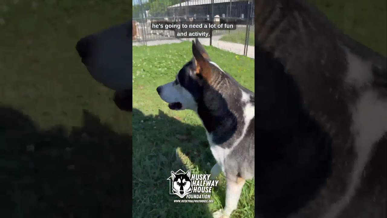 Enlarge Petey, a Adoptable Husky in Eufaula, OK video 6/6
