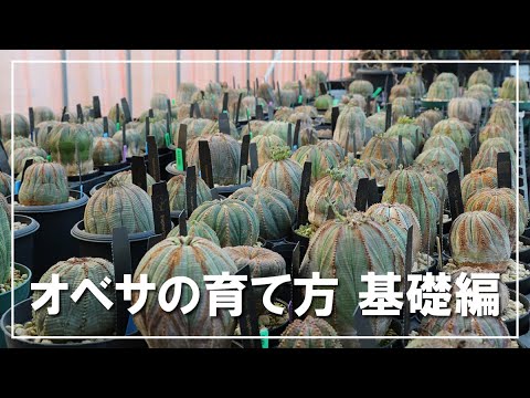 ユーフォルビア プルケリマの低木、ベリーズ