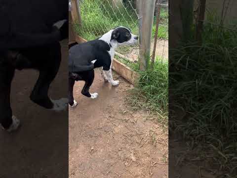 Oreo, an adoptable Boston Terrier & Terrier Mix in Spokane, WA_image-1