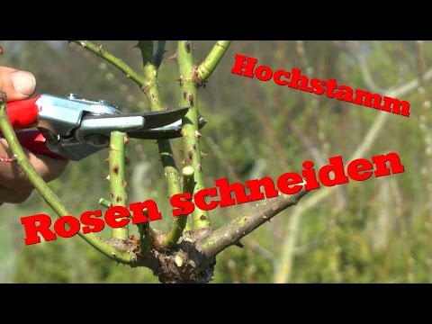 , title : 'Rosen schneiden an einem Hochstamm'