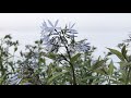 Amsonia 'Storm Cloud' (Bluestar) // Terrific, Multi-Season Native Perennial